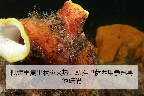 pei-de-li-fu-chu-zhuang-tai-huo-re-zhu-tui-ba-sa-xi-jia-zheng-guan-zai-tian-fa-ma-3-930.jpg