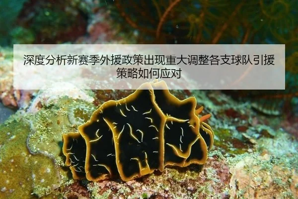 shen-du-fen-xi-xin-sai-ji-wai-yuan-zheng-ce-chu-xian-zhong-da-tiao-zheng-ge-zhi-qiu-dui-yin-yuan-ce-lve-ru-he-ying-dui-3-113.jpg